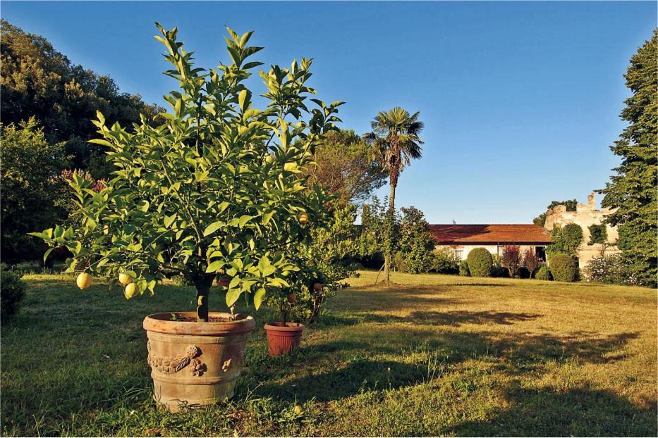 Fattoria Agriturismo Bigongiari Lucques Extérieur photo