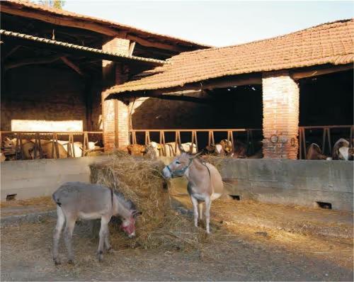 Fattoria Agriturismo Bigongiari Lucques Extérieur photo
