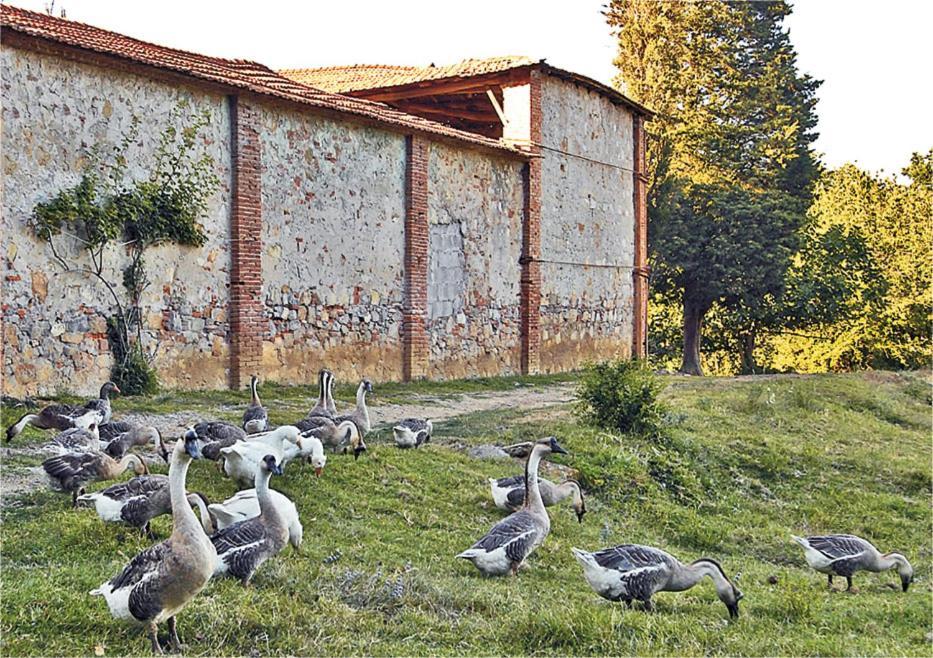 Fattoria Agriturismo Bigongiari Lucques Extérieur photo